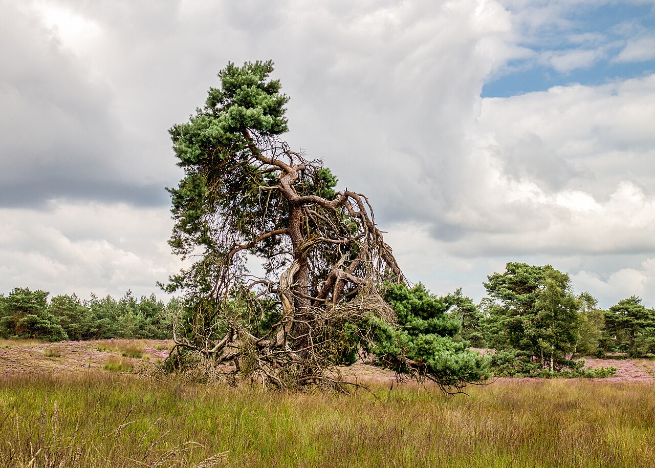 Heide en boslandschap